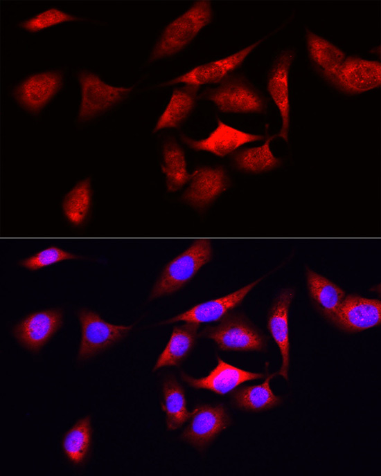 a03138 odc1 primary antiboties if testing 4