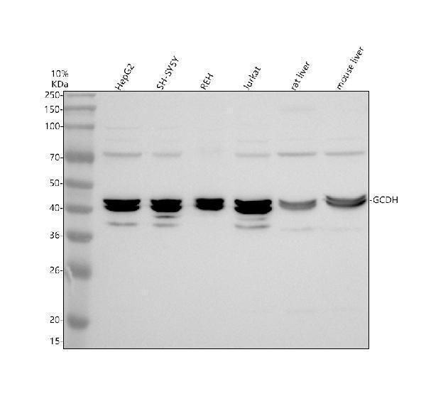 a03139 1 gcdh primary antibodies wb testing 1