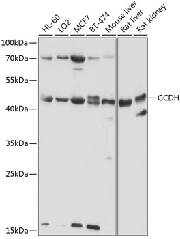 Western blot analysis of extracts of various cell lines, using GCDH antibody  at 1:1000 dilution