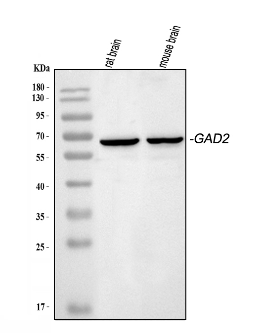 a03142 gad65 primary antibodies wb testing 1