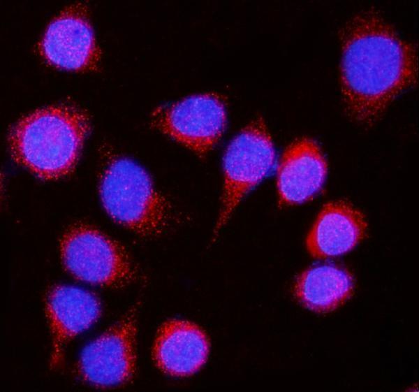  IF analysis of Nicastrin/NCSTN using anti-Nicastrin/NCSTN antibody (A03144-1)