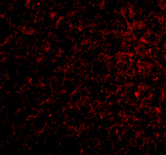 Immunofluorescence of Nicastrin in Human Brain cells with Nicastrin antibody at 20 μg/mL