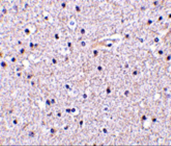 Immunohistochemistry of Nicastrin in human brain tissue with Nicastrin antibody at 5 μg/mL