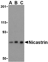 Western blot analysis of Nicastrin in mouse brain tissue lysate with Nicastrin antibody at (A) 0