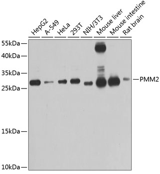 a03146 pmm2 primary antiboties wb testing 1