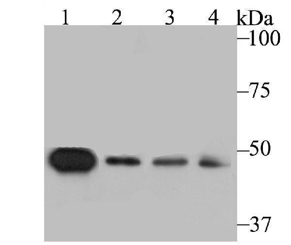 a03147 1 sfrp4 primary antiboties wb testing 1