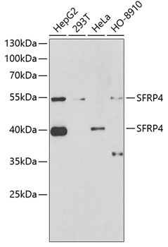 a03147 sfrp4 primary antiboties wb testing 1