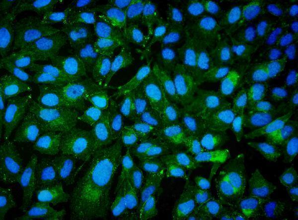 a03148 1 bcam primary antibodies if testing 3