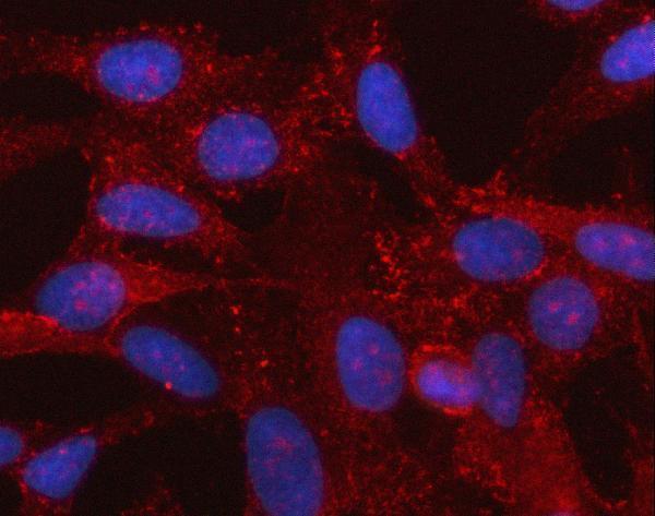  IF analysis of SPOCK3 using anti-SPOCK3 antibody (A03151-1)