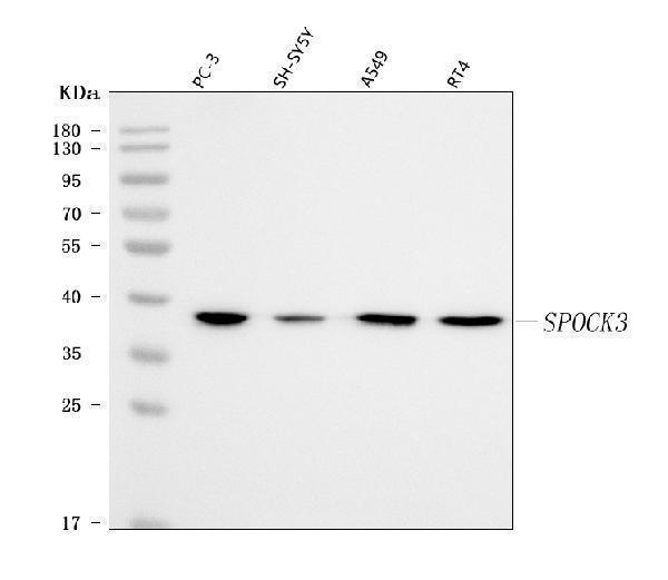  Western blot analysis of SPOCK3 using anti-SPOCK3 antibody (A03151-1)