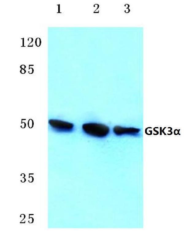a03152 1 gsk3a primary antiboties wb testing 1
