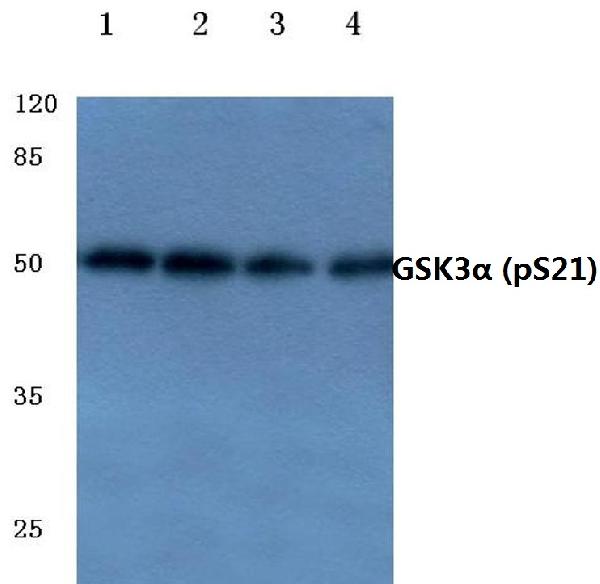 a03152s21 gsk3a primary antiboties wb testing 1