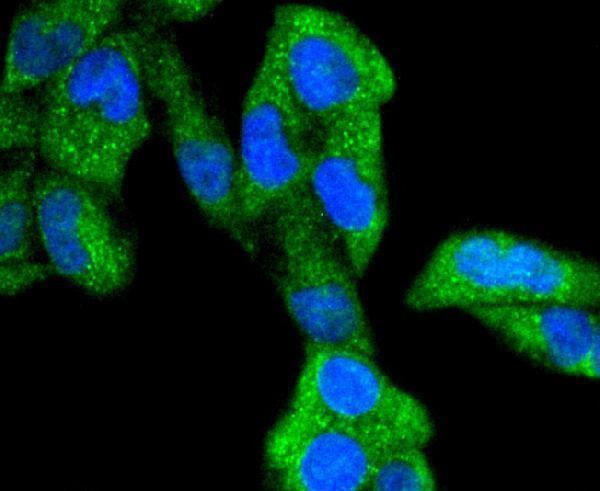 a03152y216y279 gsk3a primary antiboties icc testing 2