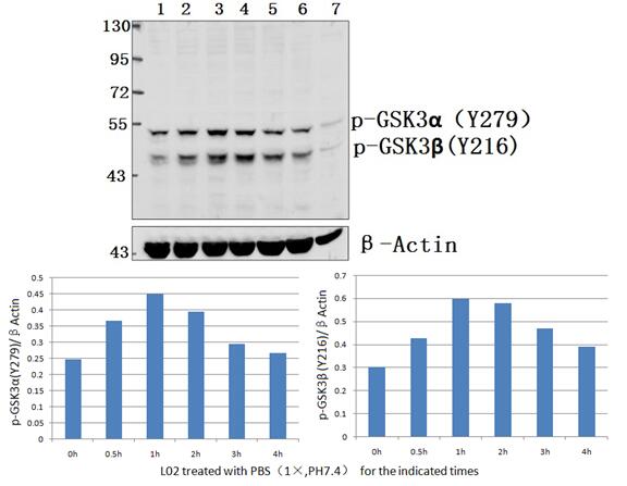 a03152y279 gsk3a primary antiboties wb testing 1