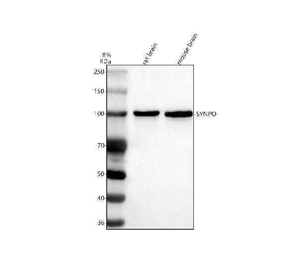  Western blot analysis of SYNPO using anti-SYNPO antibody (A03154-1)