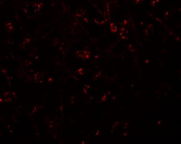 Immunofluorescence of SYNPO in human brain tissue with SYNPO antibody at 20 μg/mL