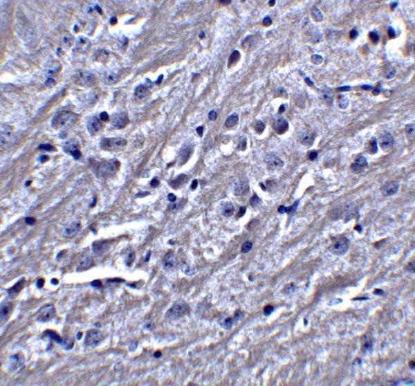 a03154 synpo primary antibodies ihc testing 5