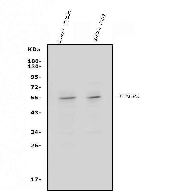 a03158 2 ifngr2 primary antibodies wb testing 1