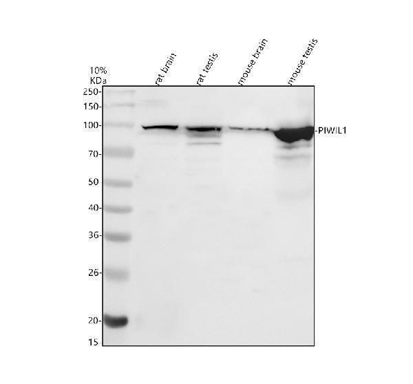 Western blot analysis of PIWIL1 using anti-PIWIL1 antibody (A03159-2)
