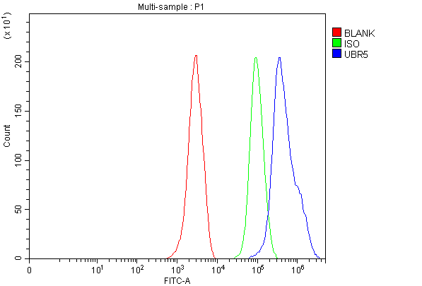  Flow Cytometry analysis of MCF-7 cells using anti-UBR5 antibody (A03160-1)