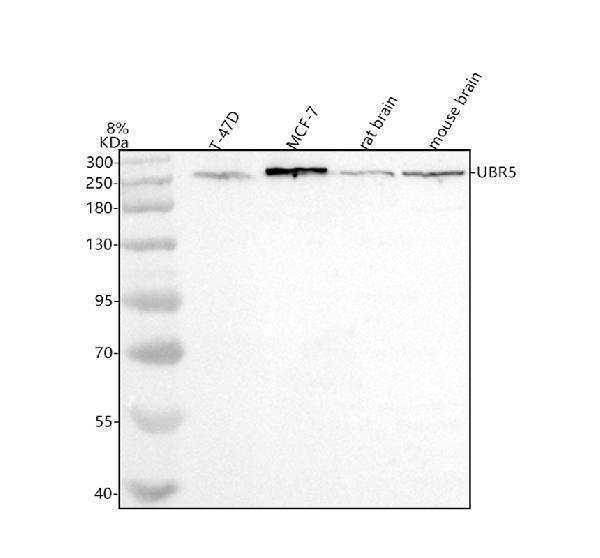  Western blot analysis of UBR5 using anti-UBR5 antibody (A03160-1)