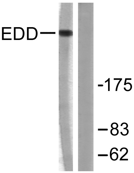 Western blot analysis of lysates from A549 cells, using EDD Antibody