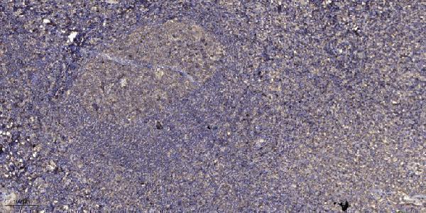 a03161 1 ggh primary antibodies ihc testing 1