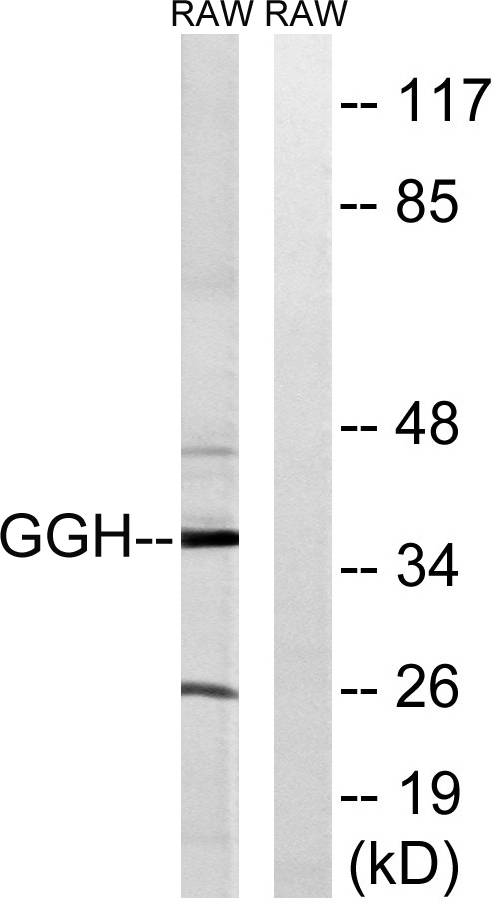 a03161 1 ggh primary antibodies wb testing 2