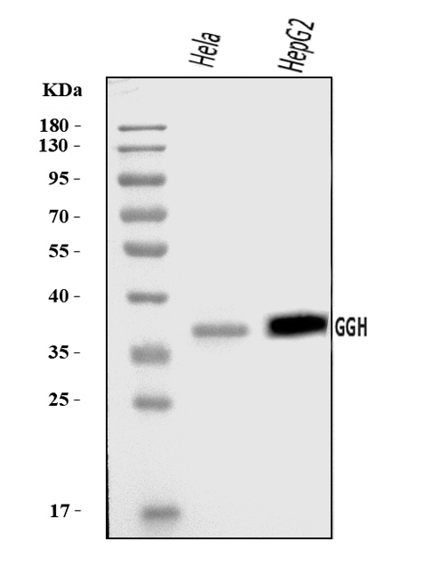 a03161 2 ggh primary antibodies wb testing 1