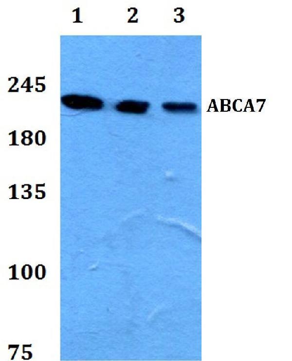 a03163 1 abca7 primary antiboties wb testing 1