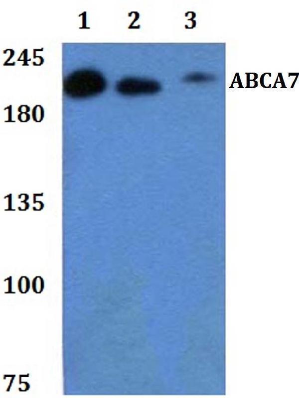 a03163 2 abca7 primary antiboties wb testing 1