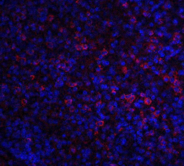 a03163 abca7 primary antibodies if testing 6