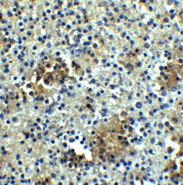 a03163 abca7 primary antibodies ihc testing 2