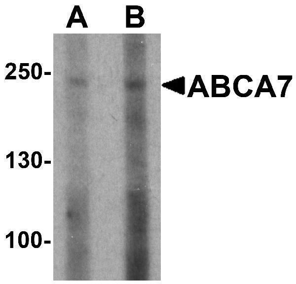 a03163 abca7 primary antibodies wb testing 1