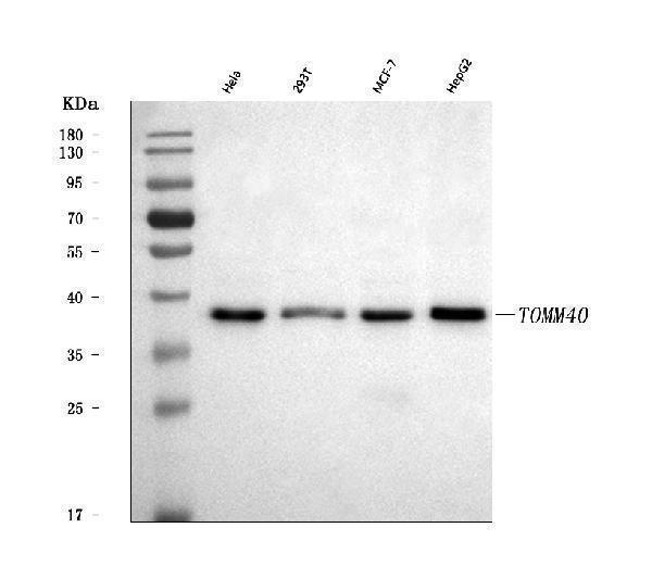  Western blot analysis of TOMM40 using anti-TOMM40 antibody (A03166-2)