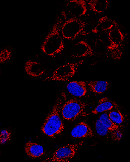 a03166 tomm40 primary antiboties if testing 2