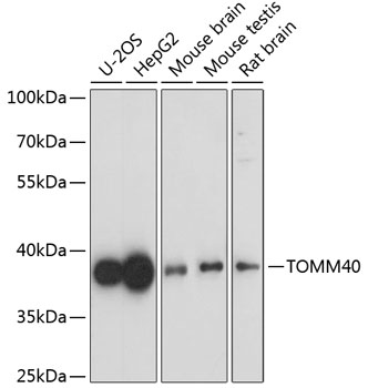 a03166 tomm40 primary antiboties wb testing 1