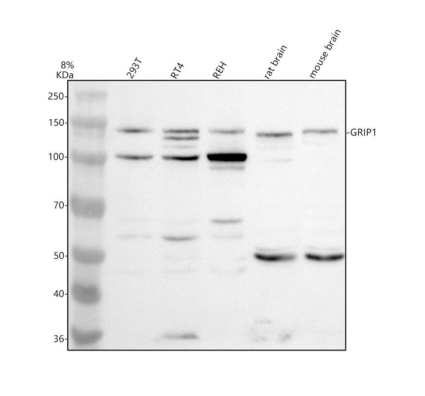 a03167 2 grip1 primary antibodies wb testing 1