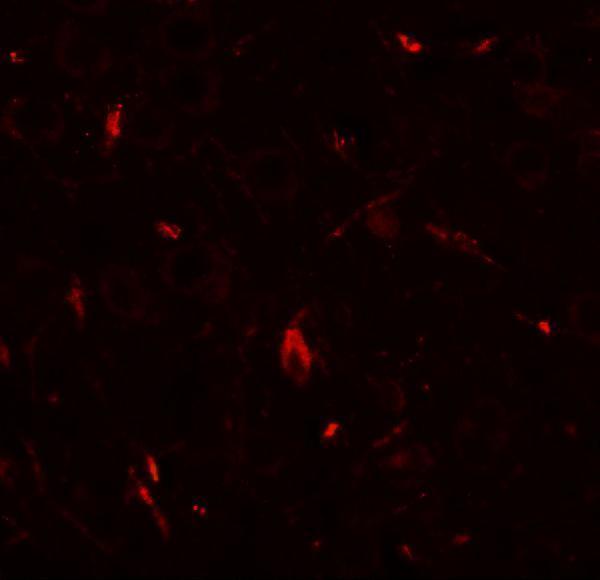a03167 grip1 primary antibodies if testing 3