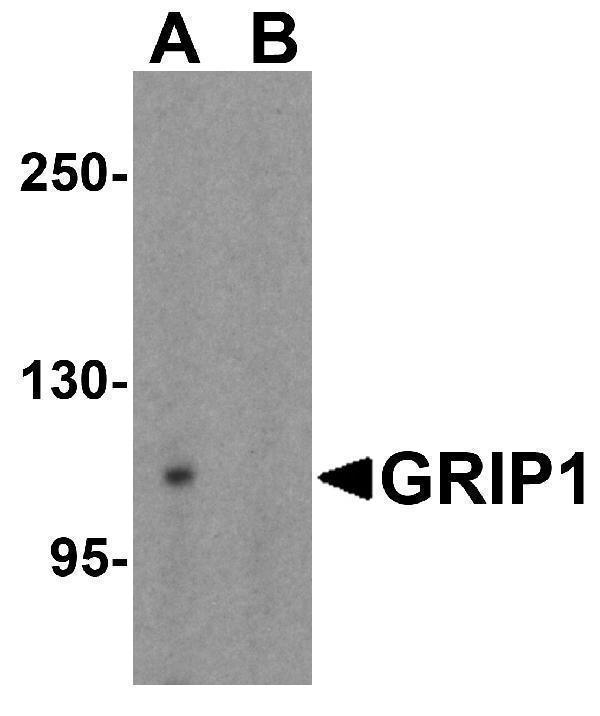 a03167 grip1 primary antibodies wb testing 1