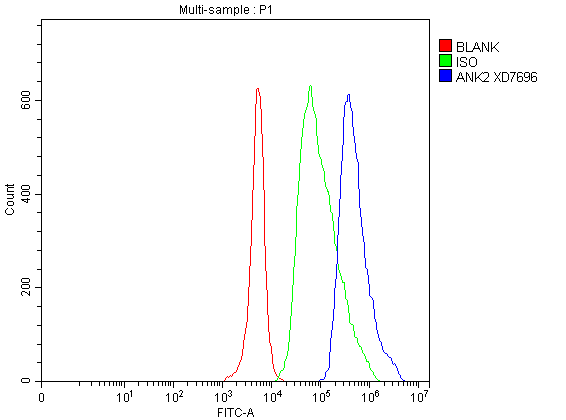 Flow Cytometry analysis of SH-SY5Y cells using anti-ANK2 antibody (A03171)