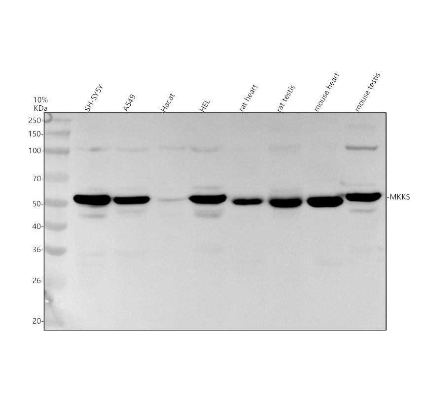 a03173 mkks primary antibodies wb testing 1