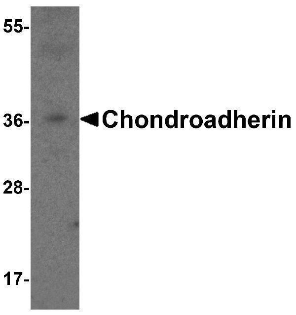 Western blot analysis of Chondroadherin in 3T3 cell lysate with Chondroadherin antibody at 1 μg/ml