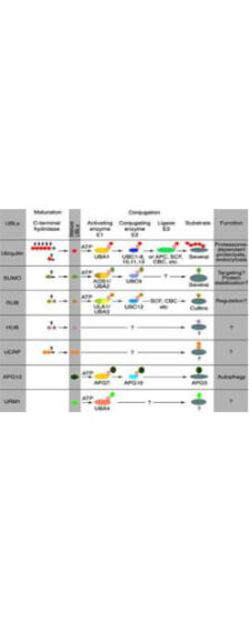 Most modifiers mature by proteolytic processing from inactive precursors (a; amino acid)