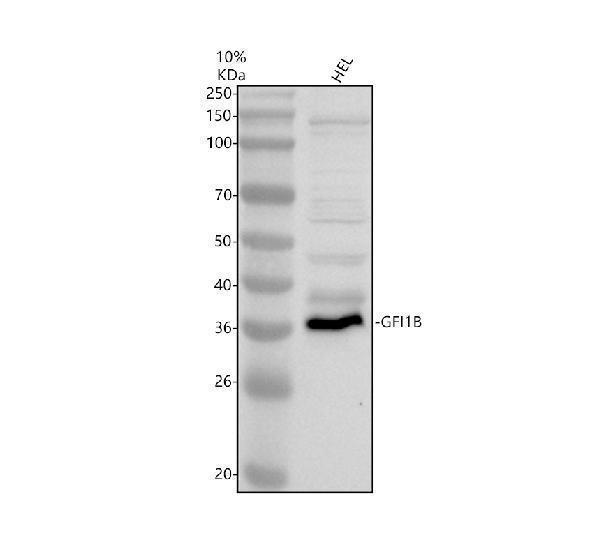 a03180 2 gfi1b primary antibodies wb testing 1