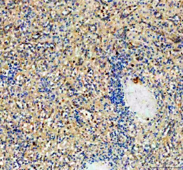 a03182 1 ncr3 primary antibodies ihc testing 1