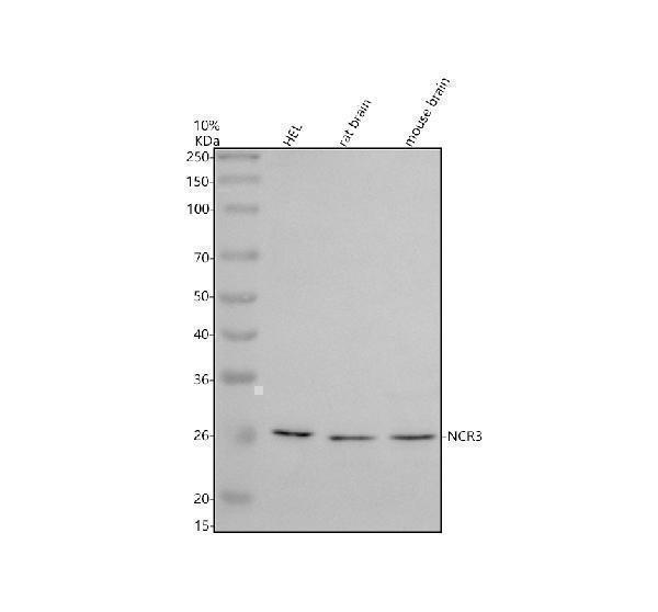 a03182 1 ncr3 primary antibodies wb testing 1