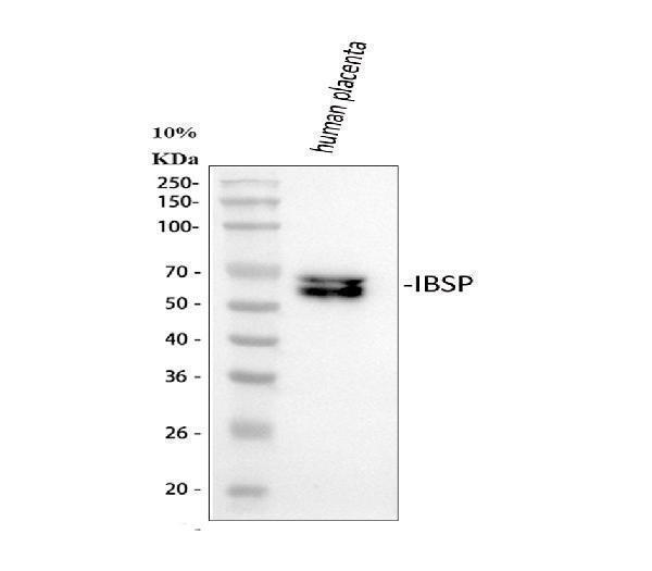 a03183 ibsp primary antibodies wb testing 1