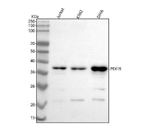 a03186 2 pex19 primary antibodies wb testing 1