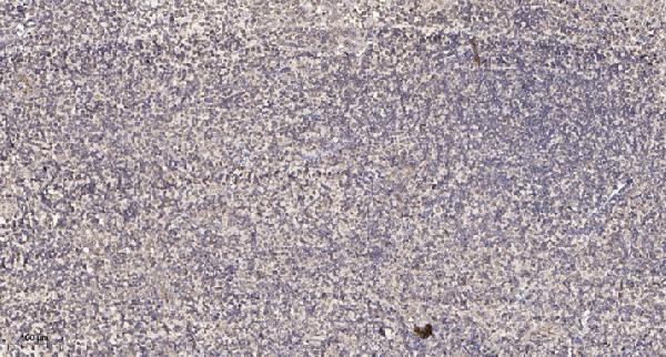 a03186 pex19 primary antibodies ihc testing 1